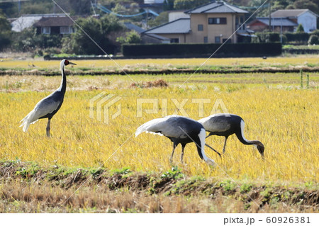 越冬のために出水市に来たマナヅル 60926381