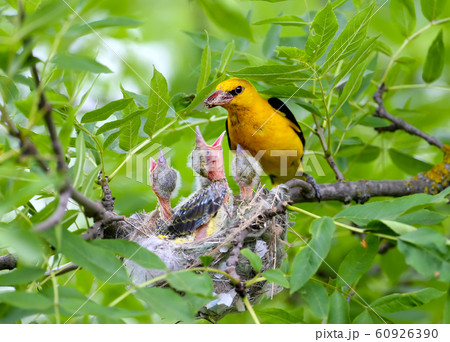 Parental concerns of the Oriole pair 60926390