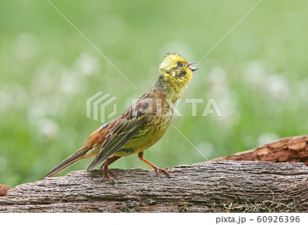 Unusual look at the usual yellowhammer (Emberiza 60926396