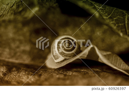 little snail on a colored leaf, close up shoot little snail on a colored leaf, close up shoot 60926397