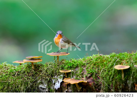 Unusual portraits male red-breasted flycatcher Unusual portraits male red-breasted flycatcher 60926423