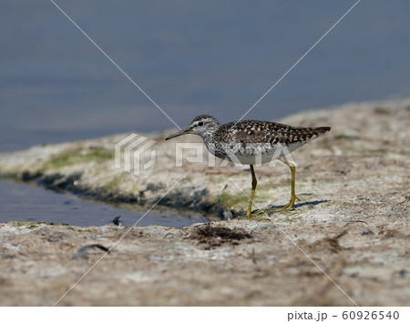 The ruff (Calidris pugnax) in the autumn feather The ruff (Calidris pugnax) in the autumn feather 60926540