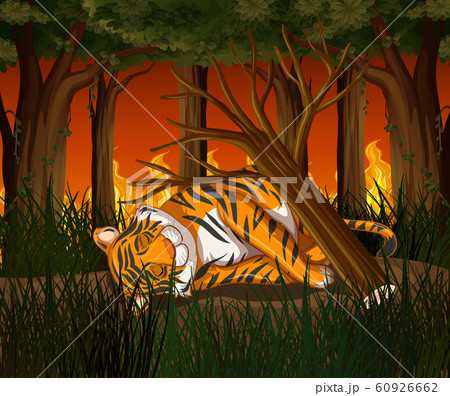Deforestation scene with tiger and wildfire 60926662