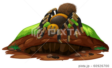 Nature scene with tarantula spider on rock 60926700