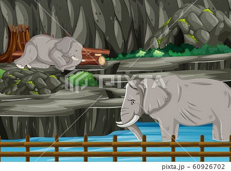 Scene with two elephants in the zoo 60926702