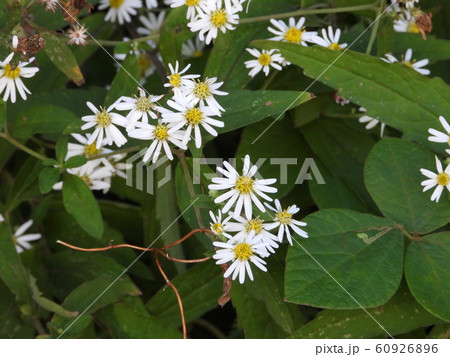 シロヨメナ 60926896