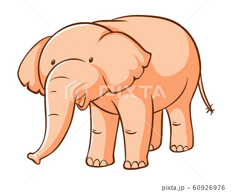 Elephant on white background 60926976