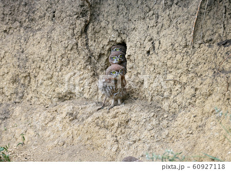 These funny little owl kids These funny little owl kids 60927118