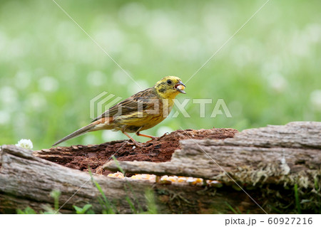 Unusual look at the usual yellowhammer (Emberiza 60927216