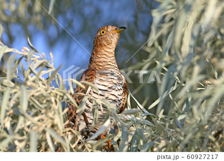 Rare shots close-up portrait of a cuckoo 60927217