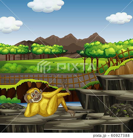 Scene with white gibbon in the zoo 60927388
