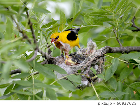 Parental concerns of the Oriole pair Parental concerns of the Oriole pair 60927625