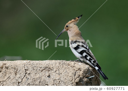Close-up and detailed photo of the hoopoe 60927771