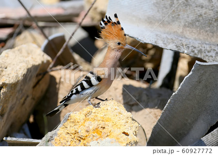 Close-up and detailed photo of the hoopoe 60927772
