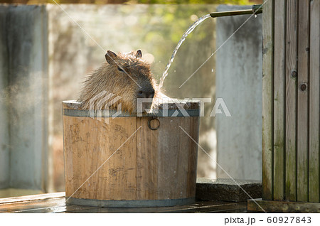 カピバラの入浴 60927843