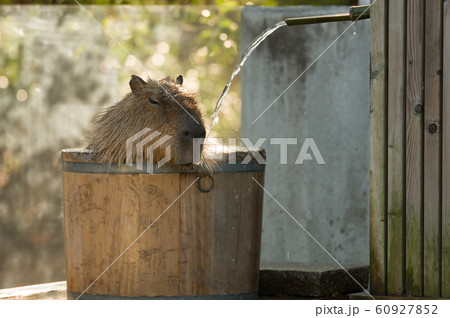 カピバラの入浴 60927852