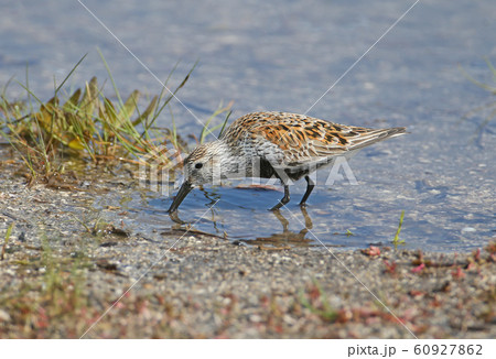 Dunlin close up Dunlin close up 60927862