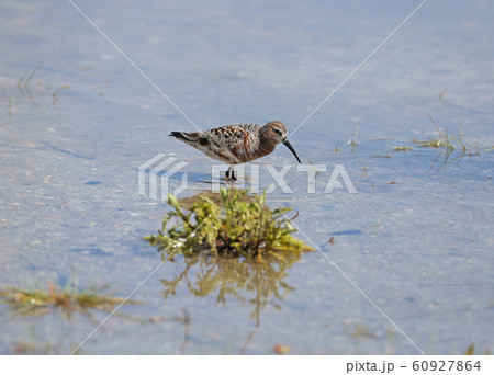 Dunlin close up 60927864