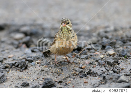 Bathing and after 60927872