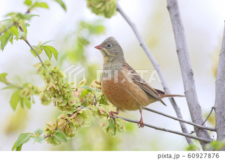 Spring mood 60927876