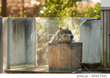 カピバラの入浴 60927891