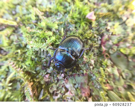 オオセンチコガネ オオセンチコガネ 60928237