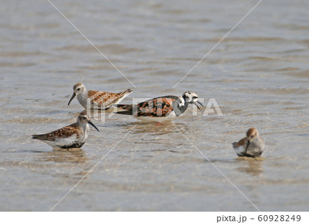 And ruddy turnstone (Arenaria interpres) among And ruddy turnstone (Arenaria interpres) among 60928249