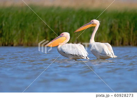 A different white pelicans in the water 60928273