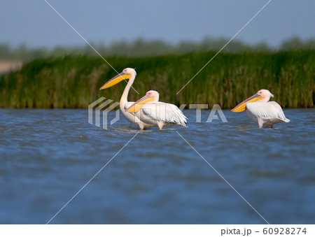 A different white pelicans in the water A different white pelicans in the water 60928274