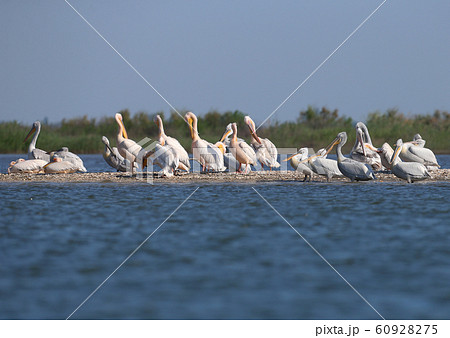 Rare shots of a large group of Dalmatian Pelican 60928275
