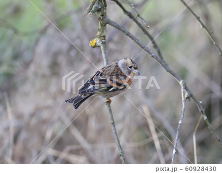 Portrait of The brambling (Fringilla 60928430