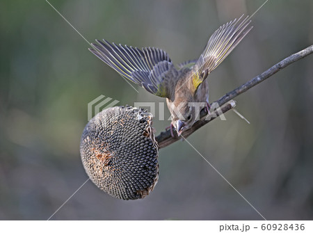 From the life of greenfinches From the life of greenfinches 60928436