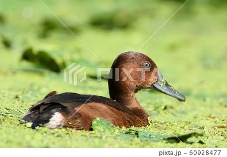 A female ferruginous duck (Aythya nyroca) A female ferruginous duck (Aythya nyroca) 60928477