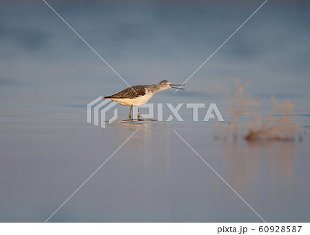 The common greenshank (Tringa nebularia) morning The common greenshank (Tringa nebularia) morning 60928587