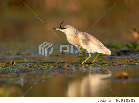 About the life of squacco heron (Ardeola 60928588