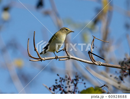The common chiffchaff (Phylloscopus collybita) 60928688