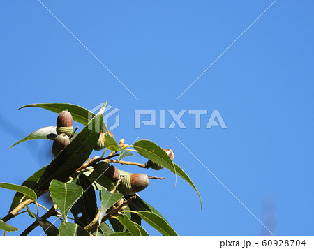 アラカシのドングリと青空 60928704