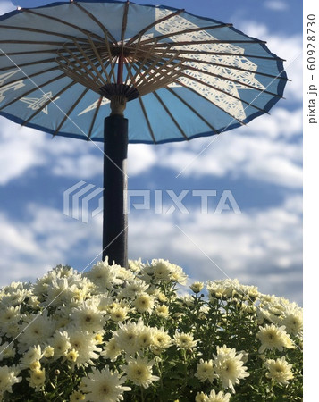 菊の花2 60928730