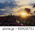 夕焼けのコスモス1 60928731