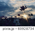 夕日とコスモス 60928734