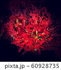 曼珠沙華1 60928735