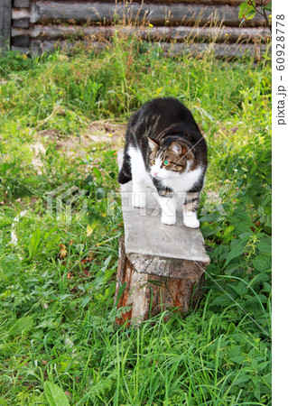 Beautiful colorful cat with green eyes arched its Beautiful colorful cat with green eyes arched its 60928778