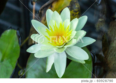 Yellow Water lily in water garden. Nymphaea 60928790