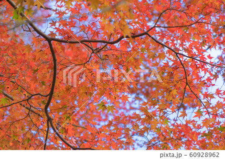Red maple leaves or fall foliage in colorful 60928962