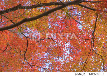 Red maple leaves or fall foliage in colorful Red maple leaves or fall foliage in colorful 60928963