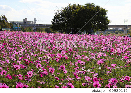 西国街道　髭の渡しの木々の向うに新幹線鉄橋も見える尼崎　武庫川　コスモス園 60929112