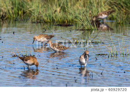 Ruff (Philomachus pugnax) 60929720