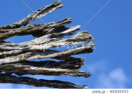 早煮芽昆布、真昆布、昆布、北海道南かやべ産、和食、食材イメージ素材 60930455