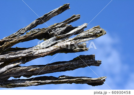 早煮芽昆布、真昆布、昆布、北海道南かやべ産、和食、食材イメージ素材 早煮芽昆布、真昆布、昆布、北海道南かやべ産、和食、食材イメージ素材 60930458