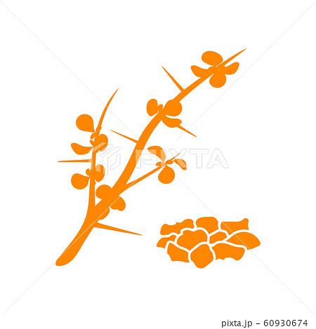 Myrrh, or African myrrh, or herbal myrrh, or Myrrh, or African myrrh, or herbal myrrh, or 60930674